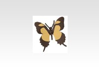 Butterfly (Papilio Garleppi)
