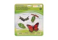 Monarch Butterfly Life Cycle